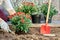 Gardening in summer. Female hands planting garden flowers in the garden in summer evening