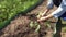 Gardening in the summer. The woman planted the sprouts of vegetables