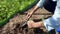 Gardening in the summer. The woman planted the sprouts of vegetables