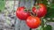 Gardening tomato. Ripe red tomatoes hanging in the garden.