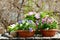 Gardening tools and colorful pansy flowers