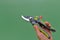 Gardening Tools. Garden shears in female hands on a green background.Gardening and horticulture. Garden Plants Pruning