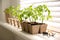 Gardening tools and green tomato seedlings in peat pots on white windowsill