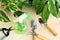 Gardening tools and houseplants