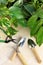 Gardening tools and houseplants