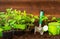 Gardening tools, lavender,rosmary, strawberry plants and seedlings on soil
