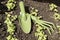 Gardening tools next to the young green shoots of radish, tillage. The view from the top. Advertising background with enough space