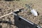 Gardening tools on pile of dirt and grasses