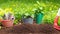 Gardening Tools and Plants on Soil Background. Spring Garden Works