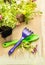 Gardening tools: scoop and rake with ground cover plant