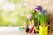 Gardening tools and seedling of spring flowers for planting on flowerbed in the garden. Horticulture concept. Bokeh background.