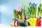 Gardening tools and seedling of spring flowers for planting on flowerbed in the garden. Horticulture and plant growing concept
