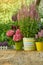 Gardening tools on wood table in the garden