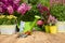 Gardening tools on wood table in the garden