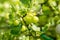 Gardening topic: bush ripe green gooseberries