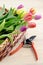Gardening. tulips and garden shear on wooden background