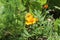 Gardening using permaculture principles, synergy between plants, pumpkins, dill, nasturtium,onion, sunflower, tomato, tagetes