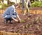 Gardening, vegetables and people plant in soil, dirt or growing in backyard. Woman, planting or harvest plants in ground