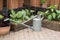 Gardening - watering can and flower pots