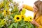 Gardening - woman sprinkling water to sunflowers