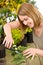 Gardening - woman trimming bonsai tree