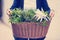 Gardening wooden basket with herbs