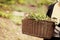 Gardening wooden basket with herbs