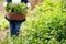 Gardening wooden basket with herbs