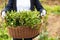 Gardening wooden basket with herbs