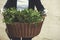 Gardening wooden basket with herbs