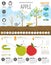 Gardening work, farming infographic. Apple. Graphic template. Fl