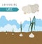 Gardening work, farming infographic. Garlic.