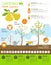 Gardening work, farming infographic. Pear. Graphic template. Fla