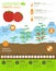 Gardening work, farming infographic. Tomato. Graphic template. F