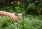 Gardening works. Gardener cutting deadheading lilies in the garden.