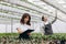 Gardening. Young smiling people florists working in the greenhouse