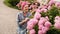 Gardening. Young woman is working in garden of bushes hydrangea. Flowers are pink and blooming. Beautiful smiling girl