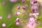 Gardens blossom in full bloom.Flowers in small clusters on a bush. Abstract background