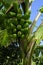 Gardens closeup and detail of vegetatian Kauaii, Hawaii beautiful