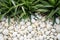 Gardens grace Spider plant stands out in a sea of white stones