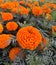 Gardens Orange Flowers That Will Astound You