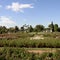 Gardens of roses. Landscape. Buenos Aires, Argentina.