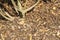 Gardens texture - landscaping bark chippings