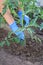 Garder in gloves taking care of his tomatoes