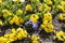 Gardin flowered with different colored flowers