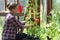 Gardner checking on tomatoes in greenhouse on a summer sunny day. Lifestyle and gardening concept