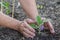 Gardner Tends Baby Eggplant Sprout