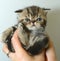 Garfield, a cute black and white tabby pet cat