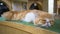 Garfield lying on the table