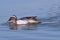 Garganey dabbling duck (Anas querquedula) swimming